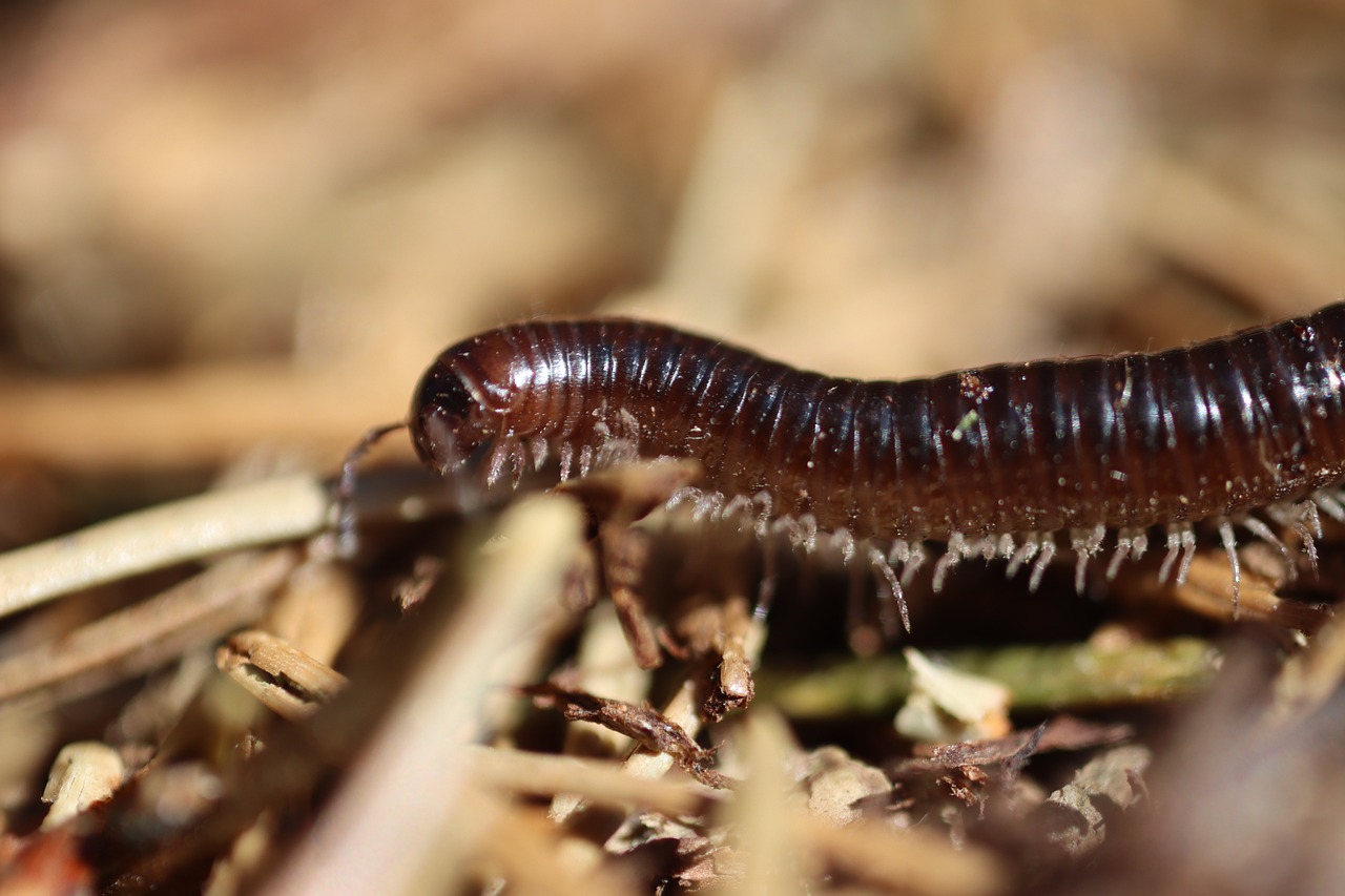 After the Fire - The Role of Bushfires in Ecosystem Regeneration